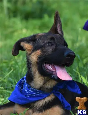 German Shepherd puppy for sale