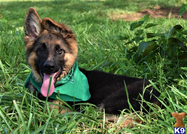 a german shepherd dog lying in the grass