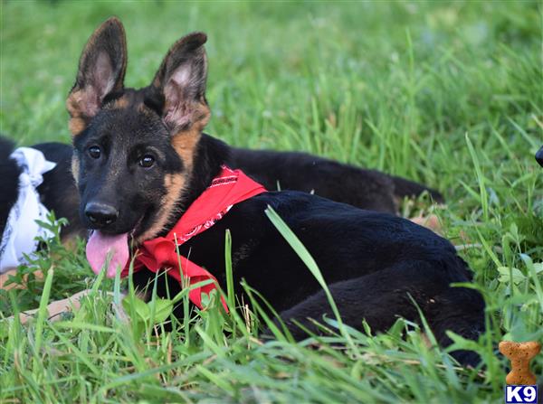 a german shepherd dog lying in the grass
