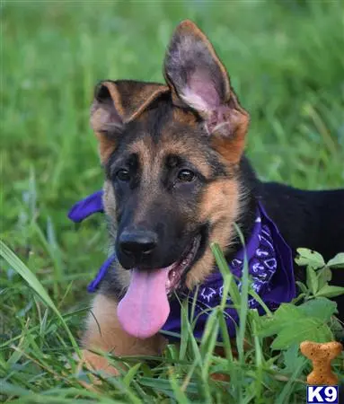 German Shepherd