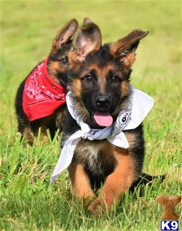 German Shepherd puppy for sale