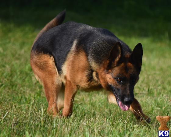 German Shepherd dog