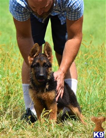 blueridgelanegsd Picture 1