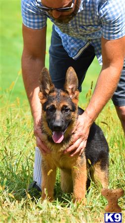 blueridgelanegsd Picture 1