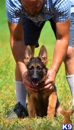 German Shepherd puppy for sale