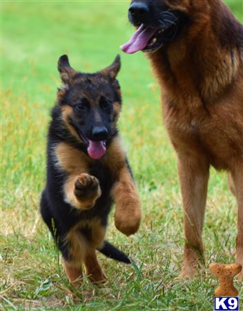 blueridgelanegsd Picture 1