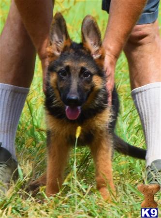 blueridgelanegsd Picture 1