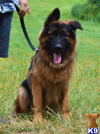 German Shepherd dog