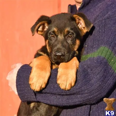 German Shepherd puppy for sale