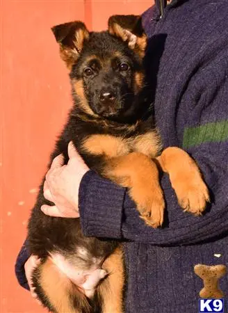 German Shepherd puppy for sale