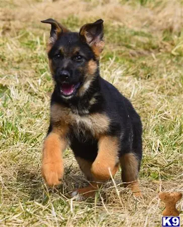 German Shepherd puppy for sale