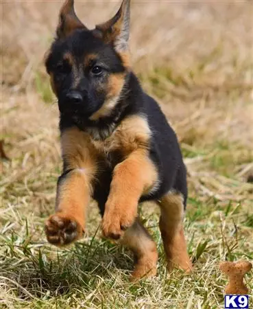 German Shepherd puppy for sale