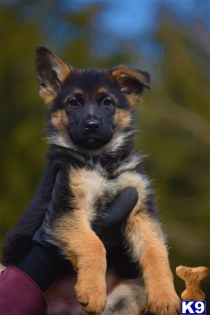 blueridgelanegsd Picture 1