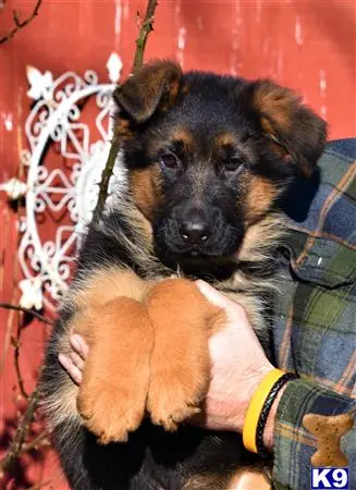 German Shepherd puppy for sale