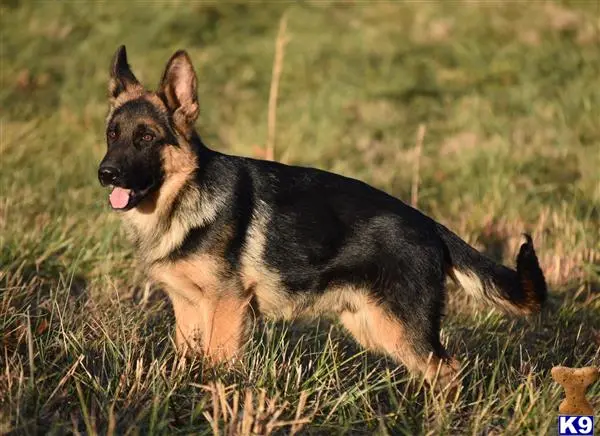 German Shepherd puppy for sale