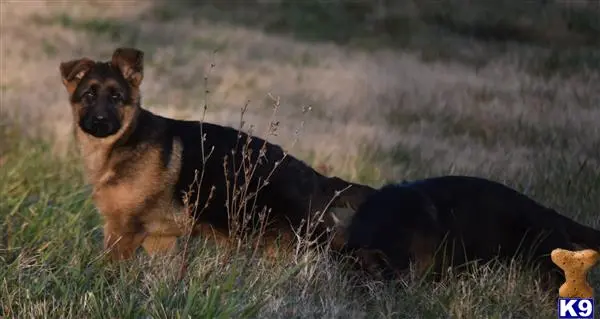 German Shepherd puppy for sale