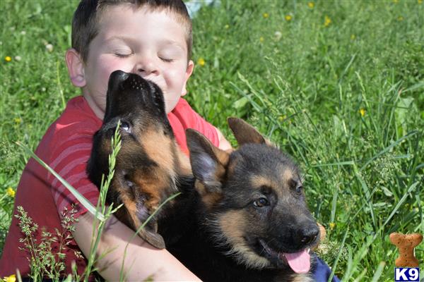German Shepherd puppy for sale