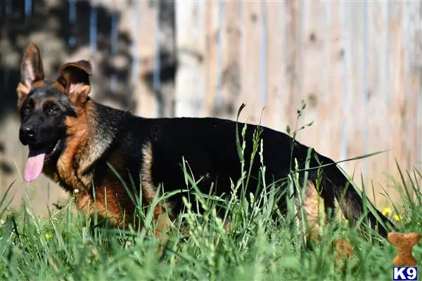 German Shepherd puppy for sale