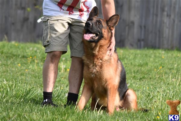 German Shepherd dog