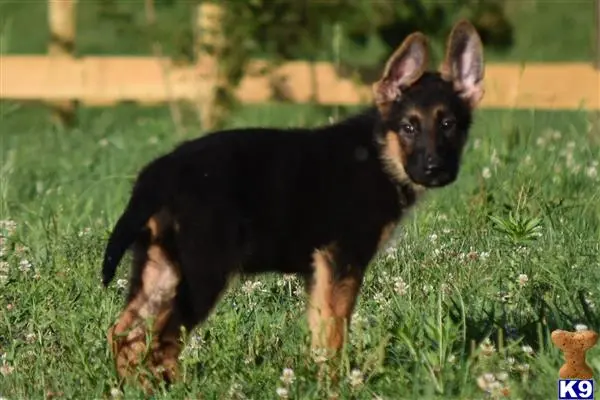 German Shepherd puppy for sale