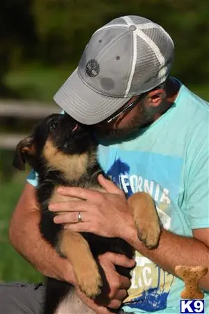 German Shepherd puppy for sale