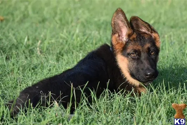 German Shepherd puppy for sale