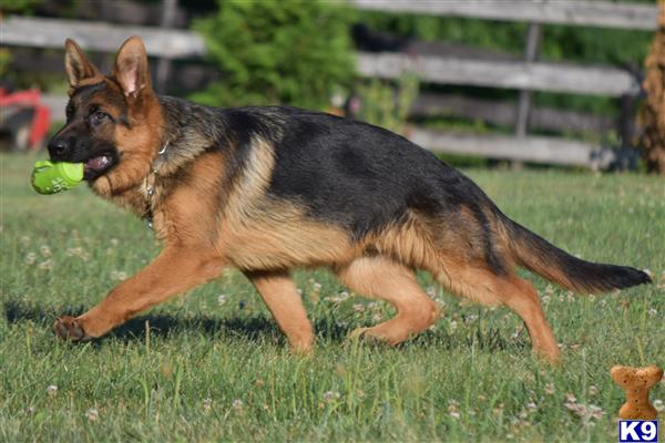German Shepherd puppy for sale