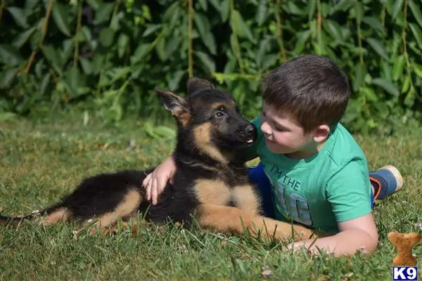 German Shepherd puppy for sale