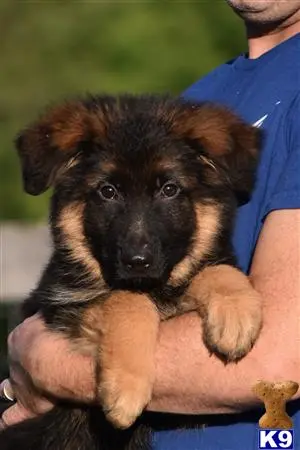 German Shepherd puppy for sale