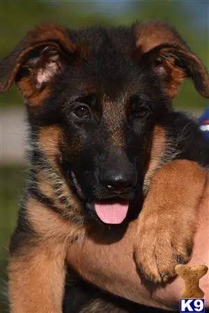 German Shepherd puppy for sale