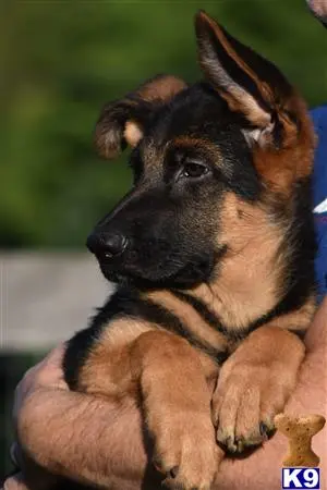 German Shepherd puppy for sale