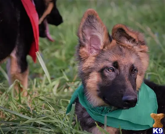 German Shepherd puppy for sale