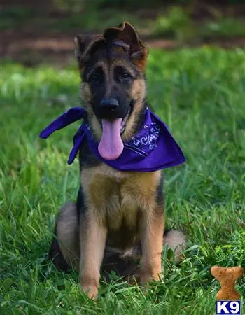 German Shepherd puppy for sale