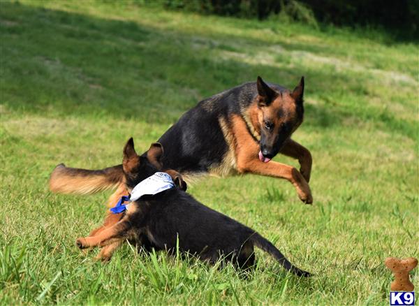 German Shepherd dog