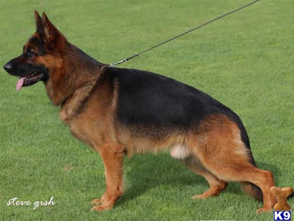 blueridgelanegsd Picture 2