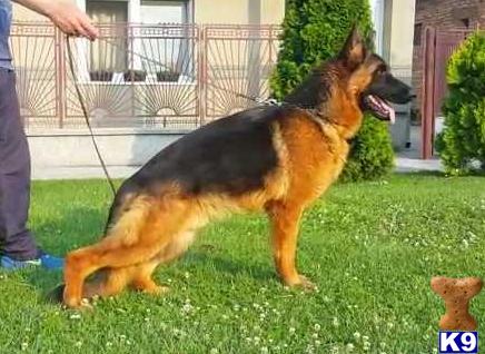 German Shepherd puppy for sale