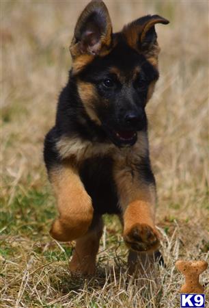 blueridgelanegsd Picture 2