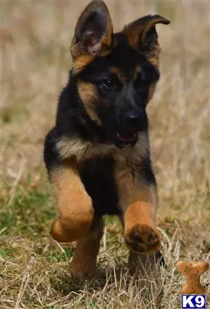 German Shepherd puppy for sale