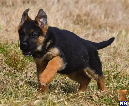 German Shepherd puppy for sale