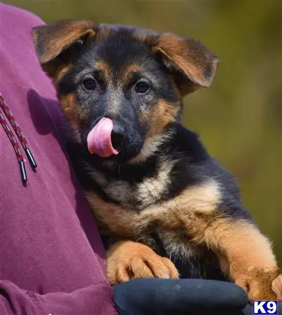 German Shepherd puppy for sale