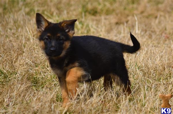 blueridgelanegsd Picture 2