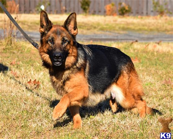 blueridgelanegsd Picture 2