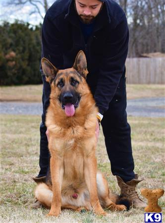 blueridgelanegsd Picture 2