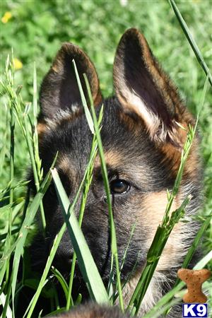 German Shepherd puppy for sale
