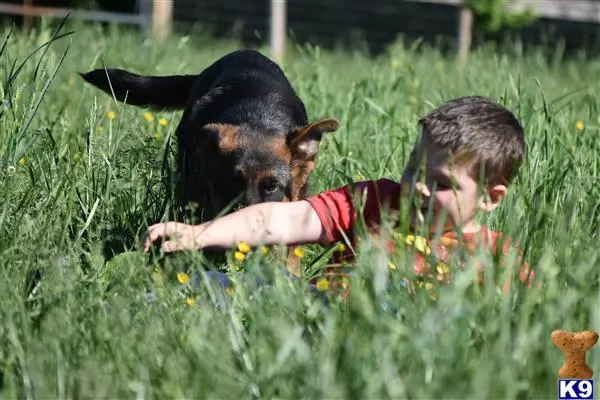 German Shepherd puppy for sale