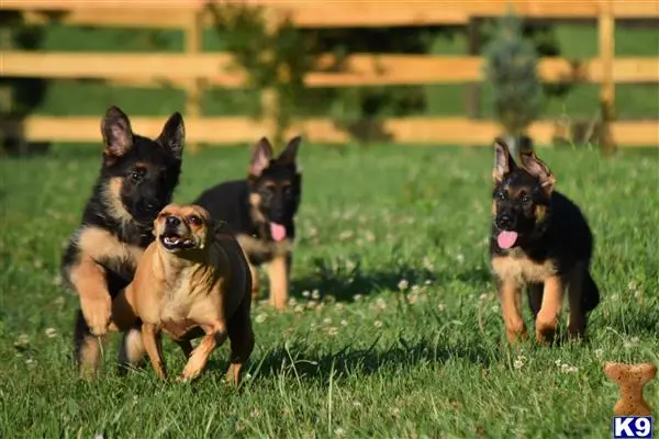 German Shepherd puppy for sale