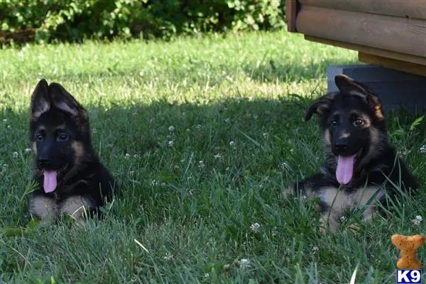 German Shepherd puppy for sale