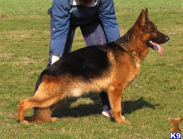 blueridgelanegsd Picture 3