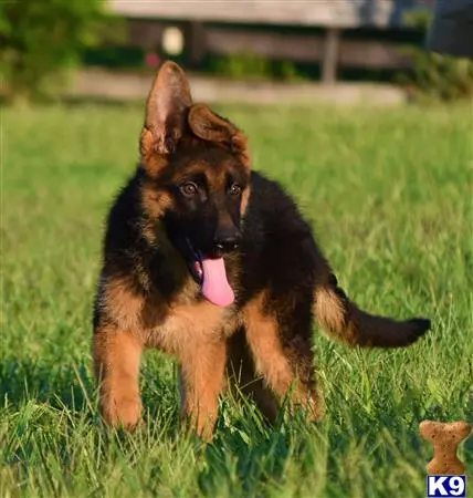 German Shepherd puppy for sale