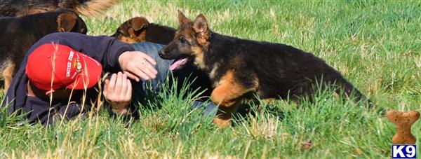 German Shepherd puppy for sale